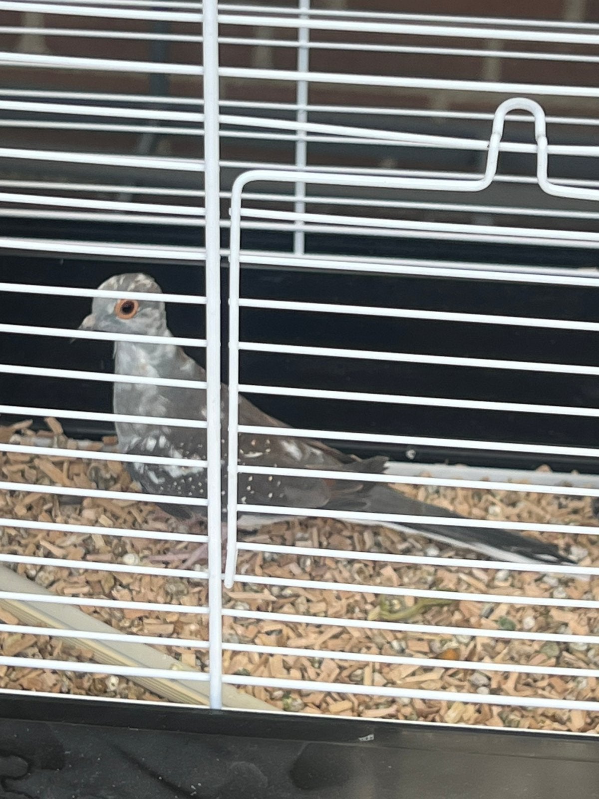 Diamantduiven bont, Dieren en Toebehoren, Meerdere dieren