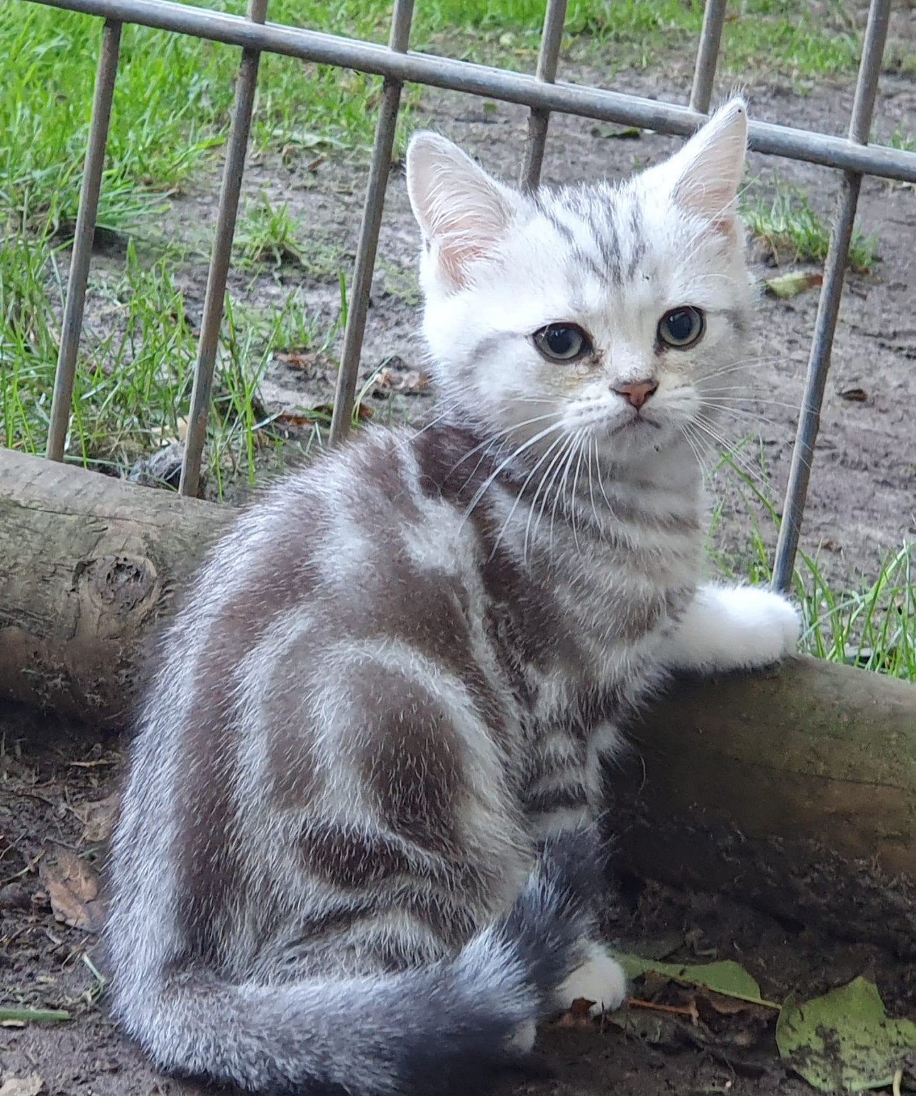 Prachtige Britse Korthaar kittens, Dieren en Toebehoren, Meerdere dieren, Ontwormd, 0 tot 2 jaar