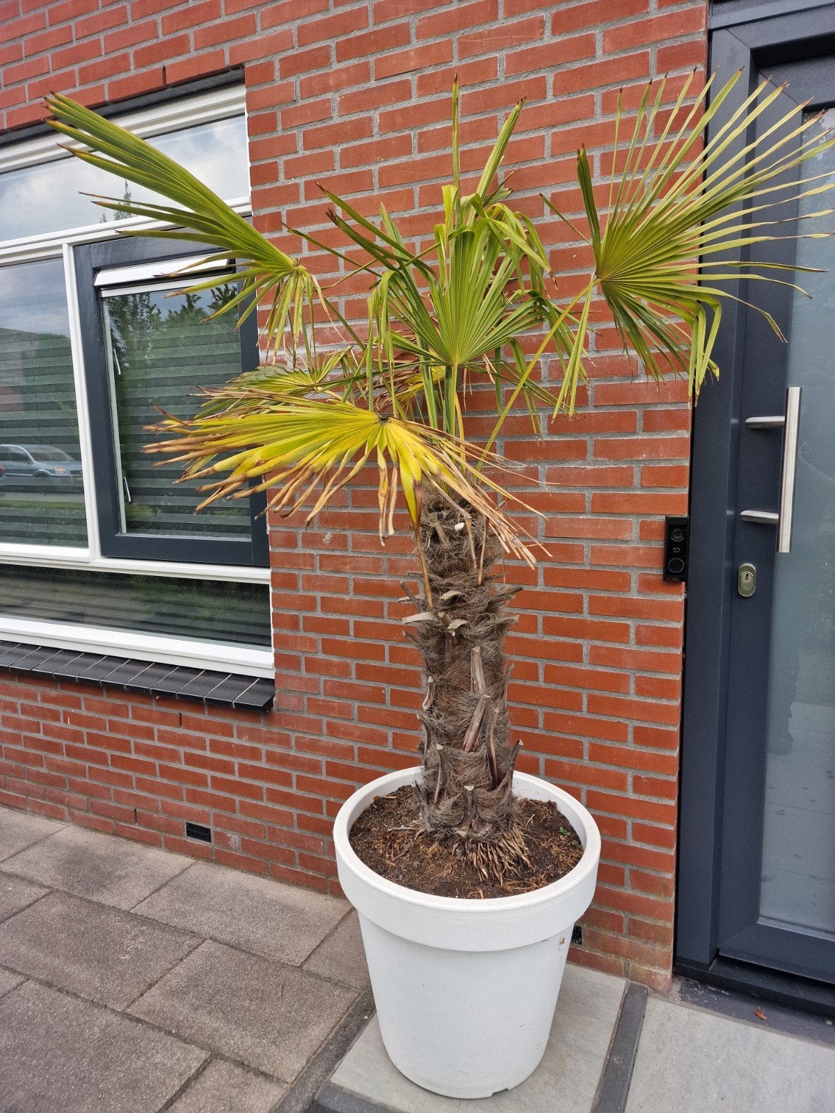 Trachycarpus fortunei (Hennep Palm) inclusief pot, Volle zon, Vaste plant, Bloeit niet, Ophalen