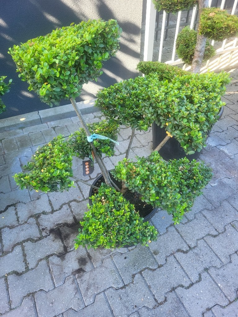 Ilex crenata."Green Hedge Bonsai, Bloeit niet, Halfschaduw, Overige soorten, Minder dan 100 cm