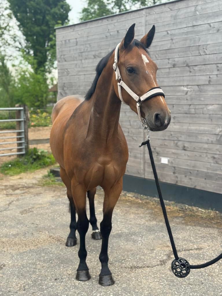 Mega knappa 4 jarige springmerrie, Dieren en Toebehoren, Paarden, Merrie, Springpaard, Met stamboom, Zadelmak