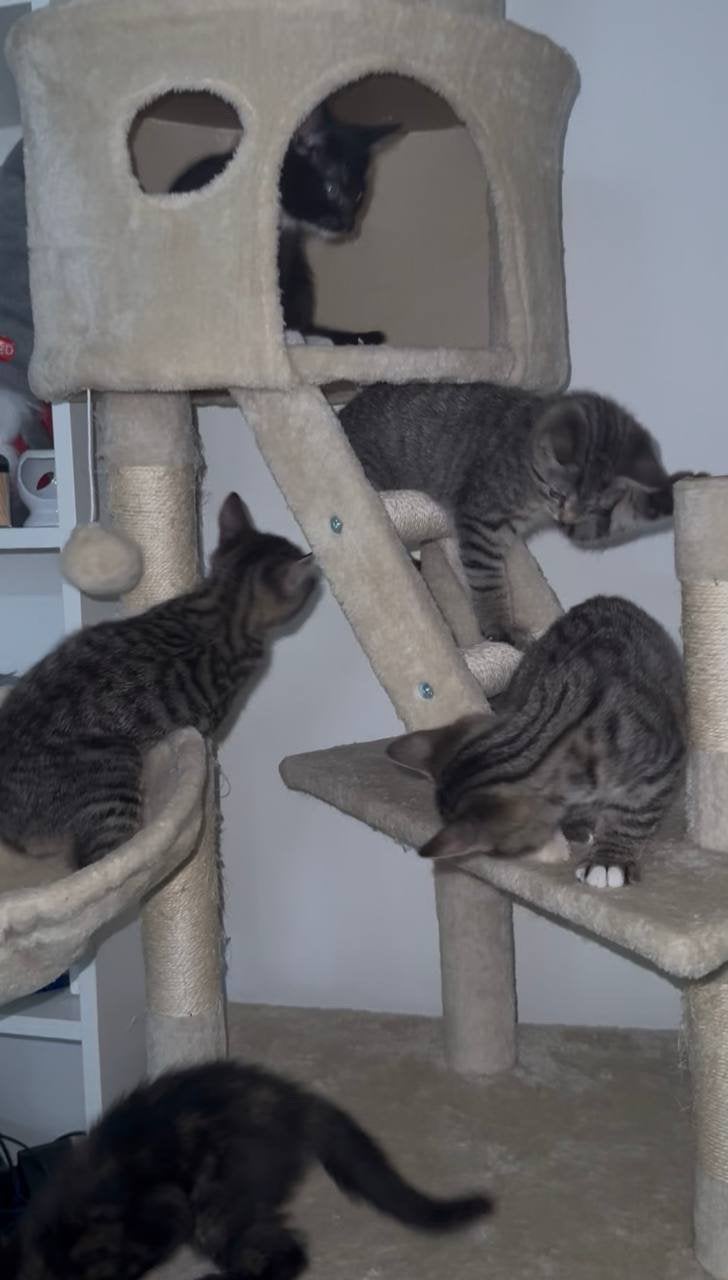 5 lieve Europese korthaar kittens - 9 weken - ontwormd, Meerdere dieren, Kortharig