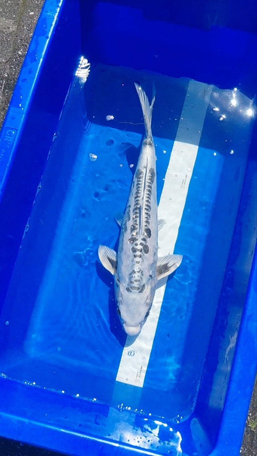 Doitsu +- 45cm, Karper of Koi