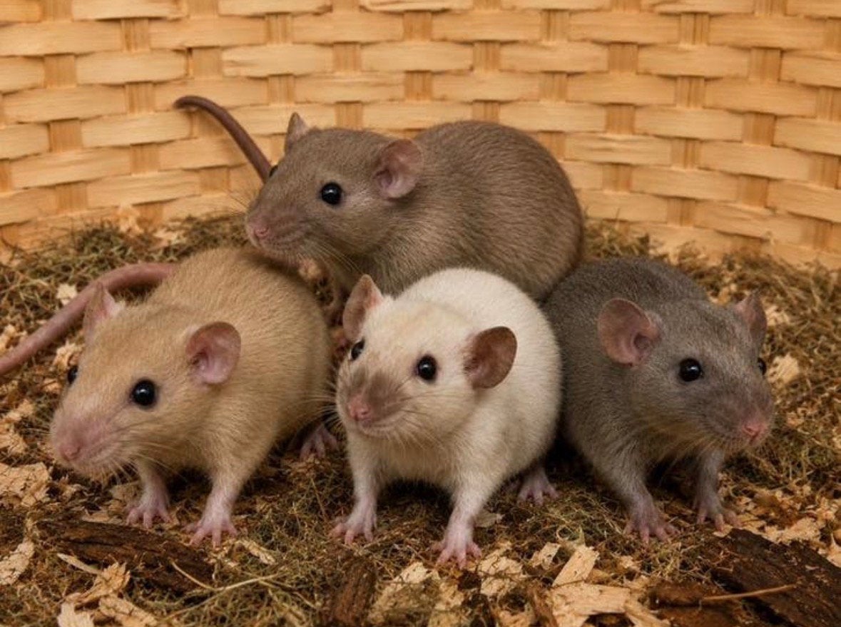 Jonge sociale, tamme ratten ( vrouw, dumbo, van de fokker), Rat, April, Vrouwelijk, Tam