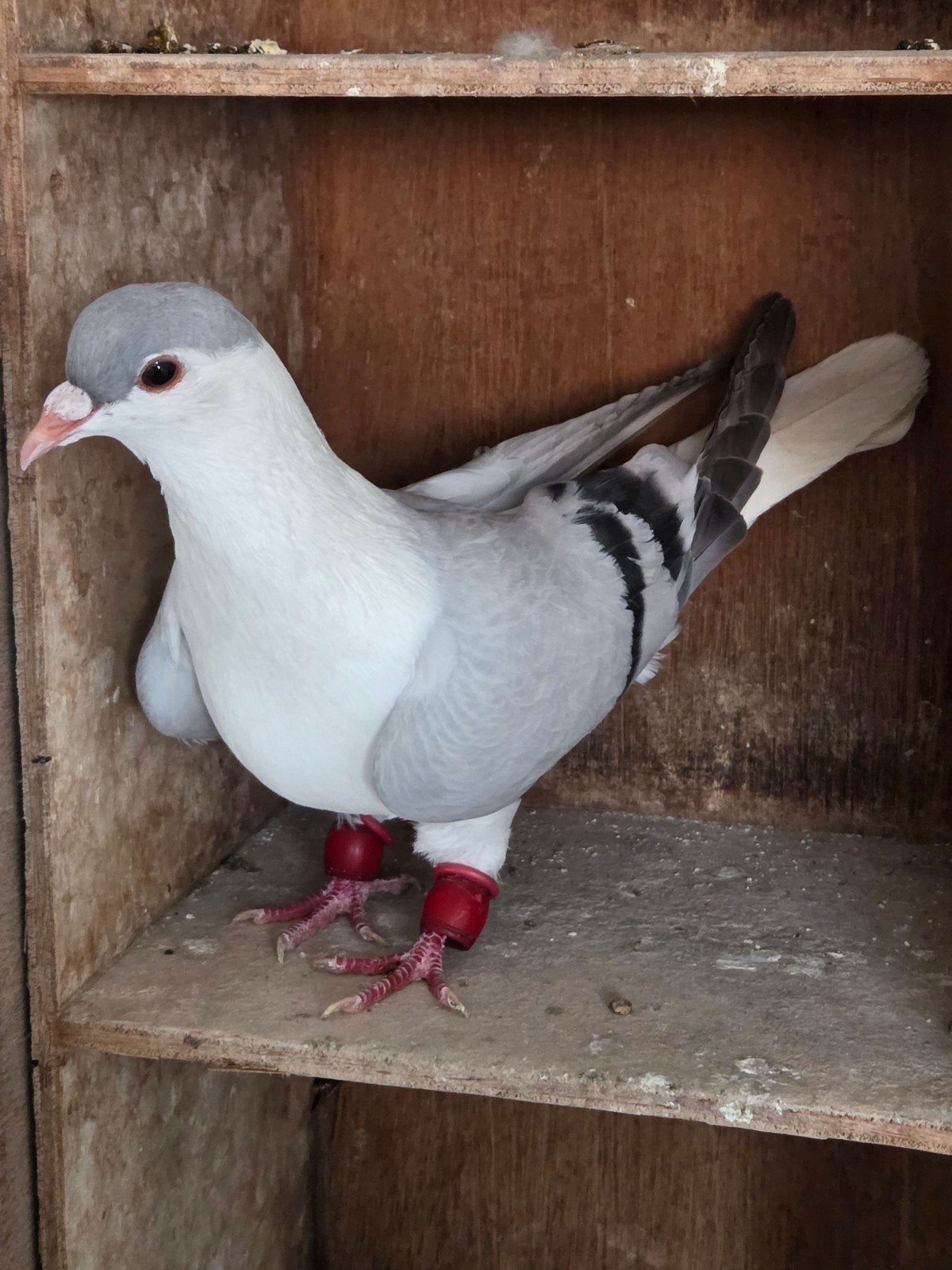 Afgaanse duif, Vrouwelijk, Kropper