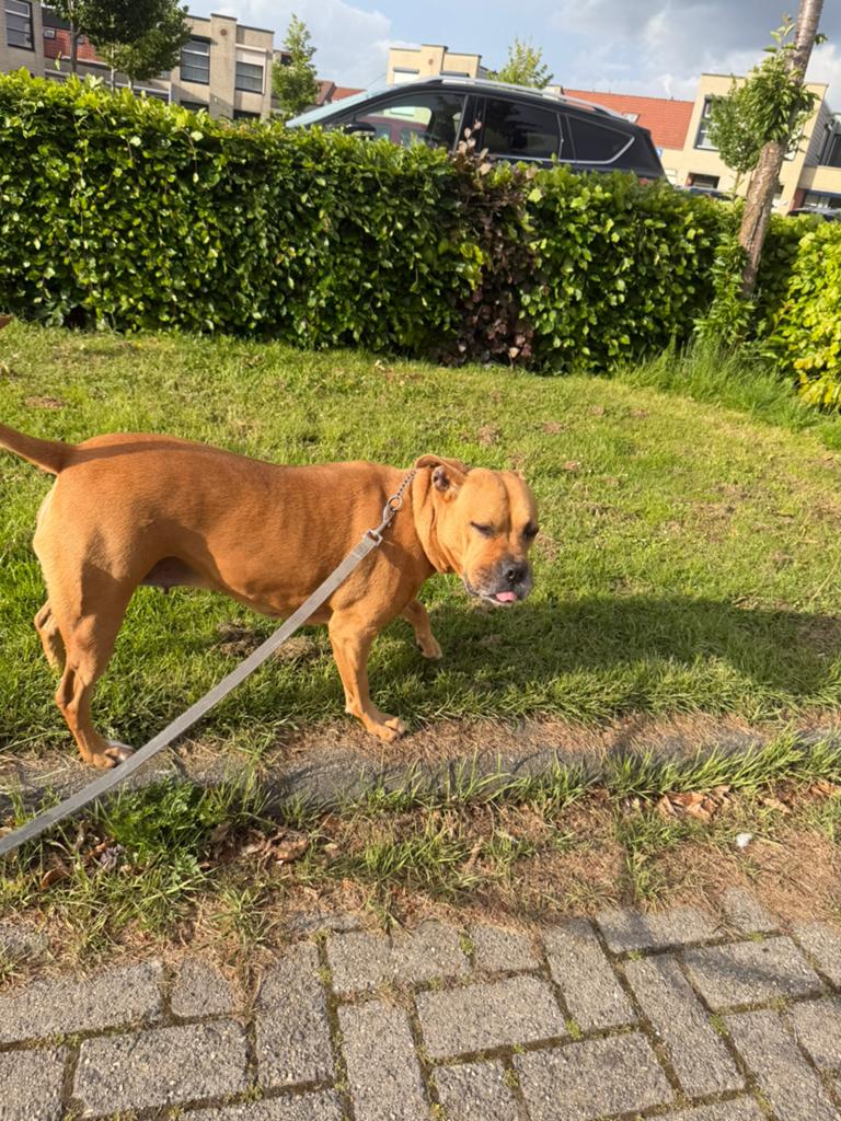 Amerikaanse stafford, Teef, Eén hond, Nederland, Particulier