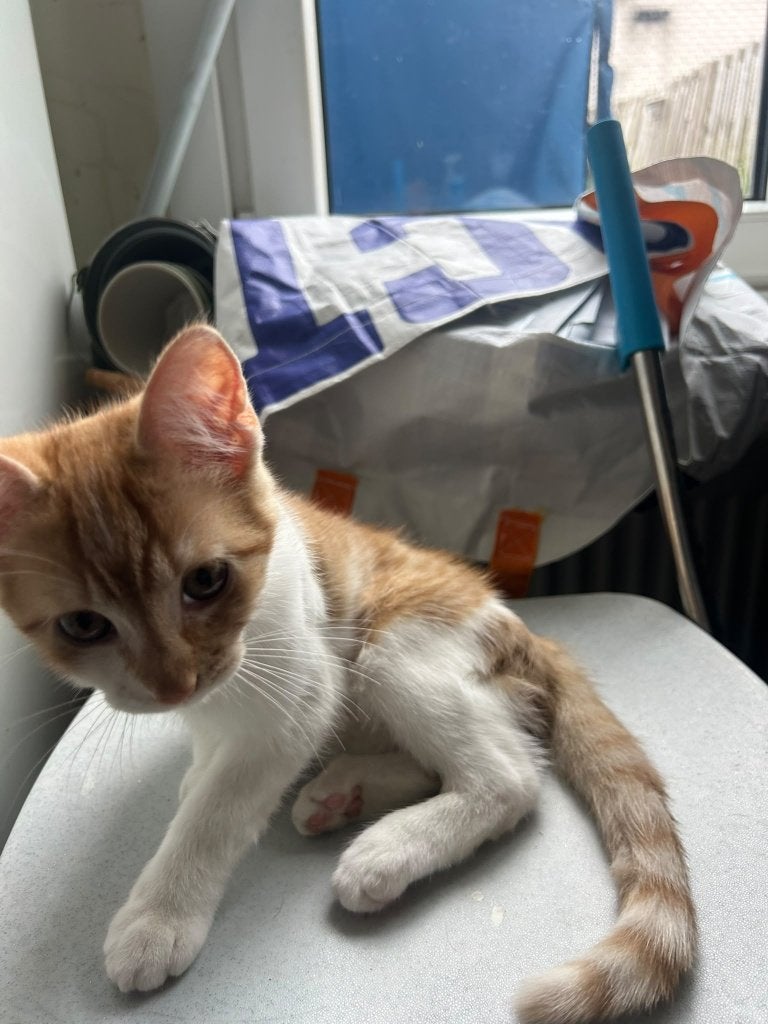 kitten rood wit   12 weken, Kater, Ontwormd, 0 tot 2 jaar