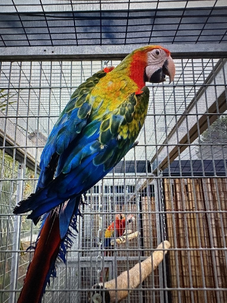 camelot ara pop 2026, Dieren en Toebehoren, Vogels | Parkieten en Papegaaien, Vrouwelijk, Papegaai, Geringd