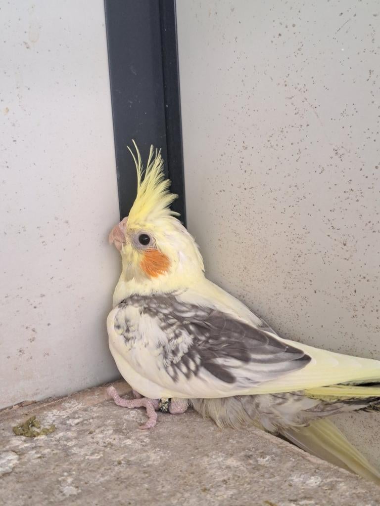 1 jongen valkparkiet, Meerdere dieren, Parkiet