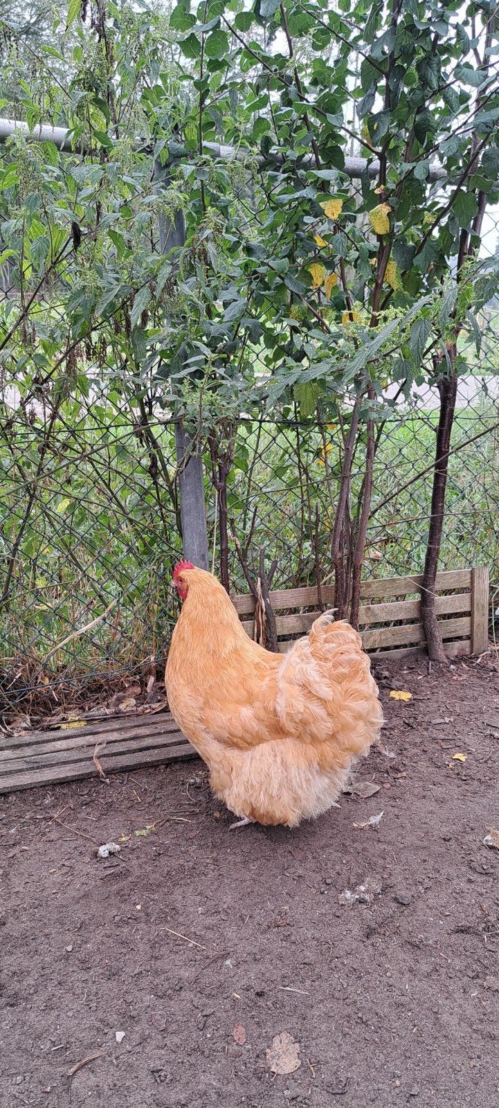 orpington buff groot, Dieren en Toebehoren, Meerdere dieren, Kip