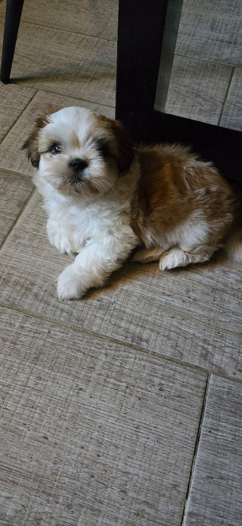 Mooie lieve Shih-tzu pup, Eén hond, Nederland, Particulier, Reu