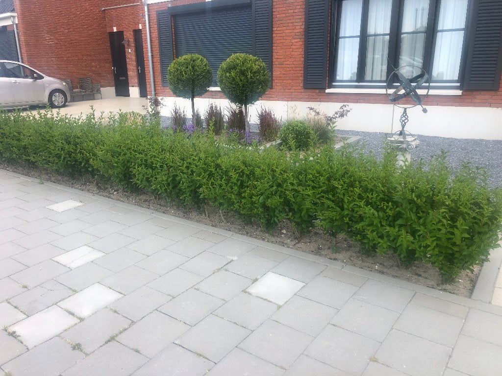 Foto 8 van Ligustrum Ovalifolium Haagplanten - Groene Ligusterhaag