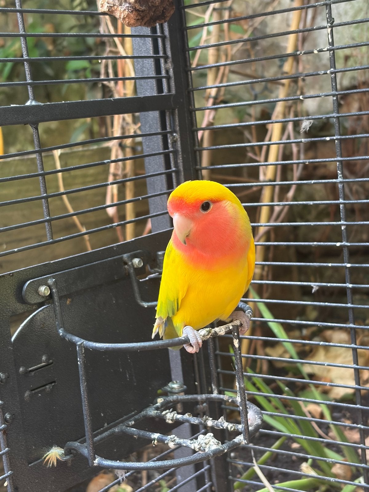 Lovebird couple to koop met een kooi, Mannelijk, Parkiet, Tam