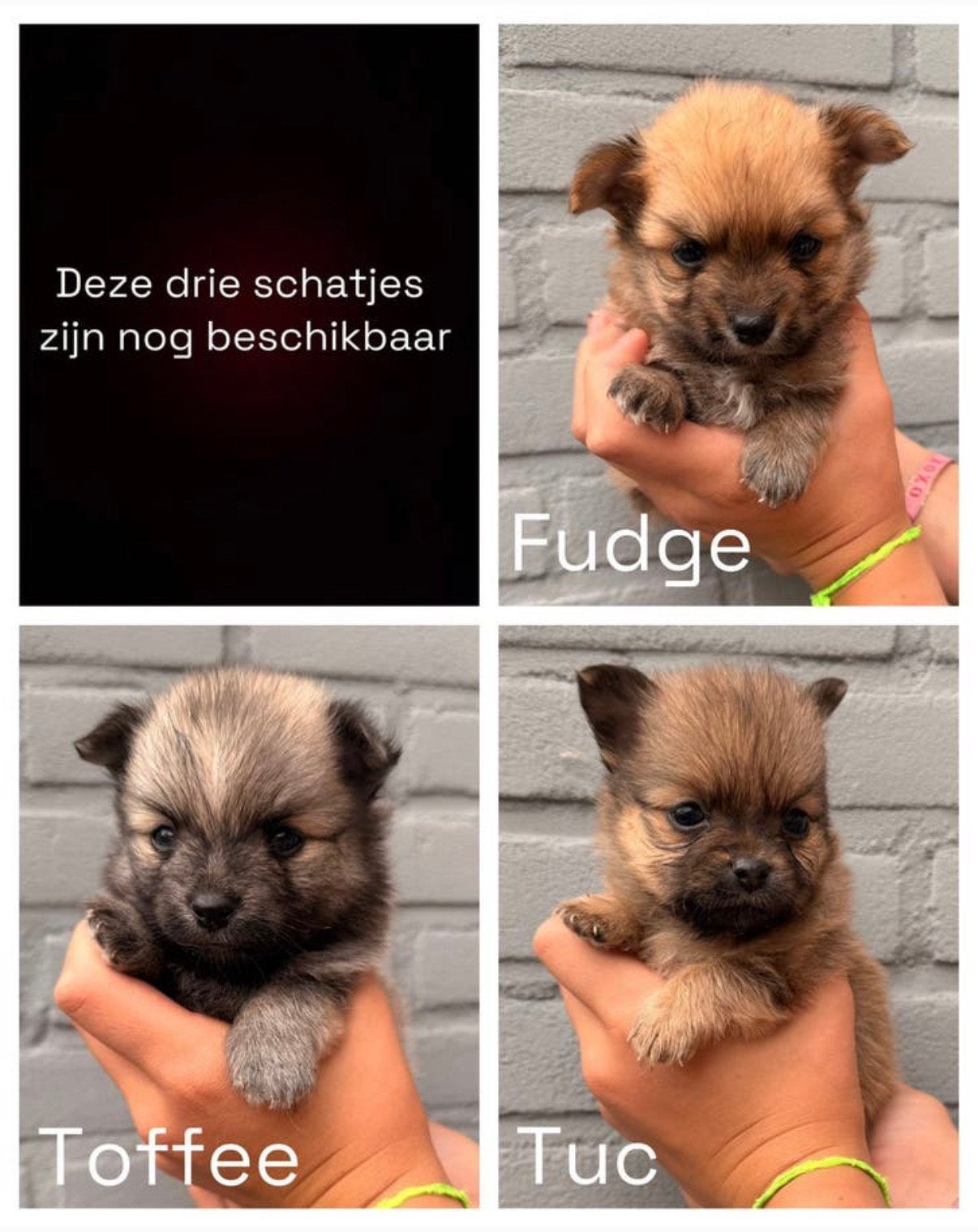 Puppy Pomchi Chihuahua x Pomeriaan, Dieren en Toebehoren, Parvo, 8 tot 15 weken, Meerdere, Meerdere dieren