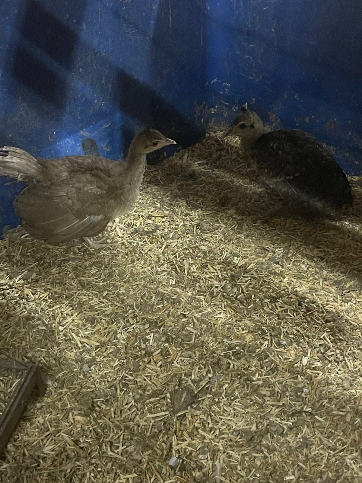 3 pauw kuikens violet en groen, Meerdere dieren, Overige soorten