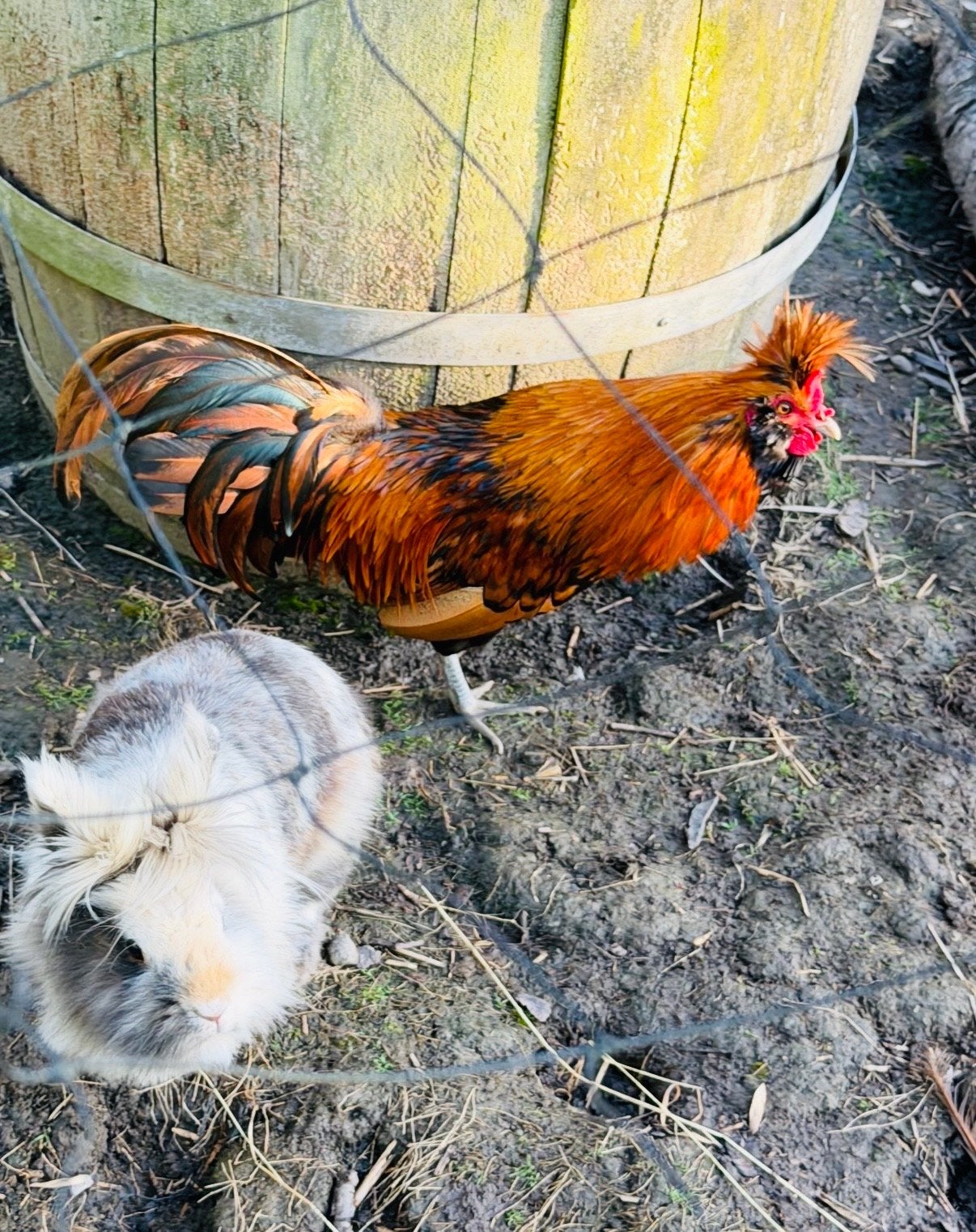 Brabanter haan (kuifkip) 1 jaar jong, Dieren en Toebehoren, Mannelijk, Kip