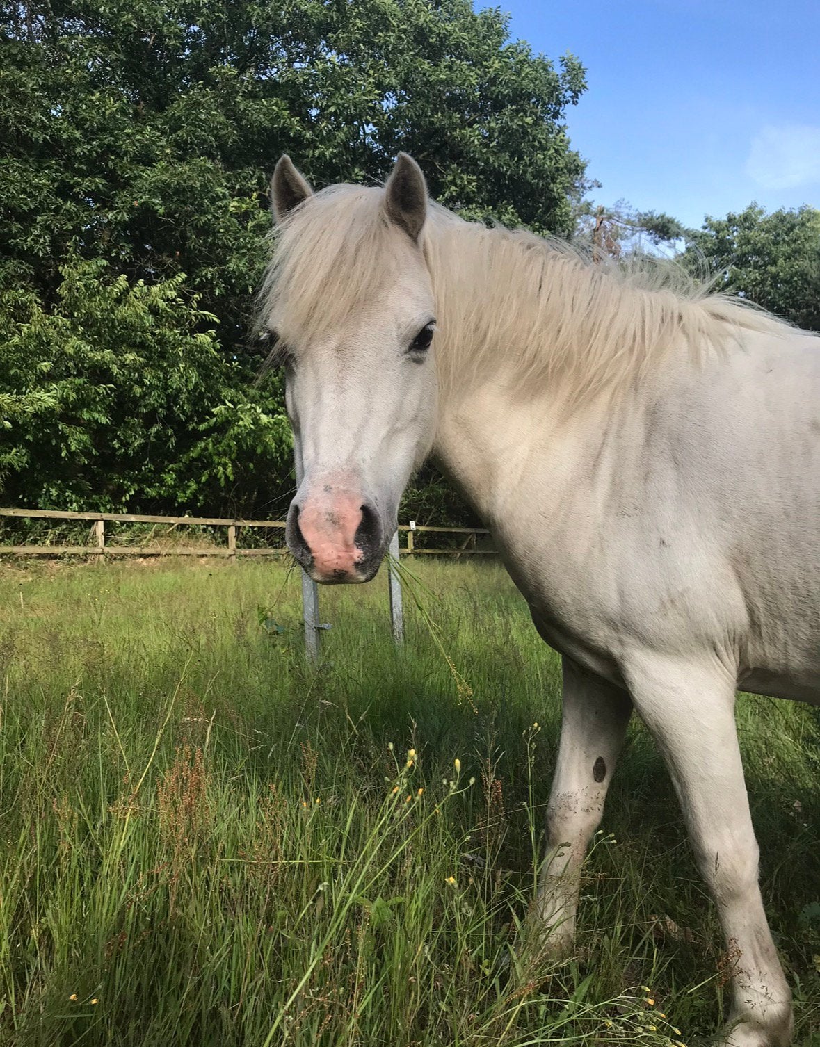 Shetlanders en Welsh, 3 weidemaatjes, Dieren en Toebehoren, Merrie, Niet van toepassing, A pony (tot 1.17m), Met stamboom