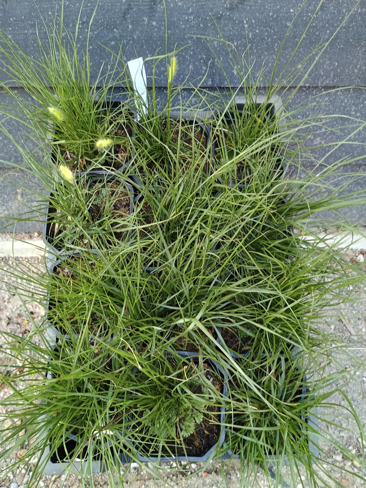 Pennisetum alopecuroides 'Little Bunny' in P9 pot, Tuin en Terras, Planten | Tuinplanten, Ophalen, Volle zon, Vaste plant, Siergrassen