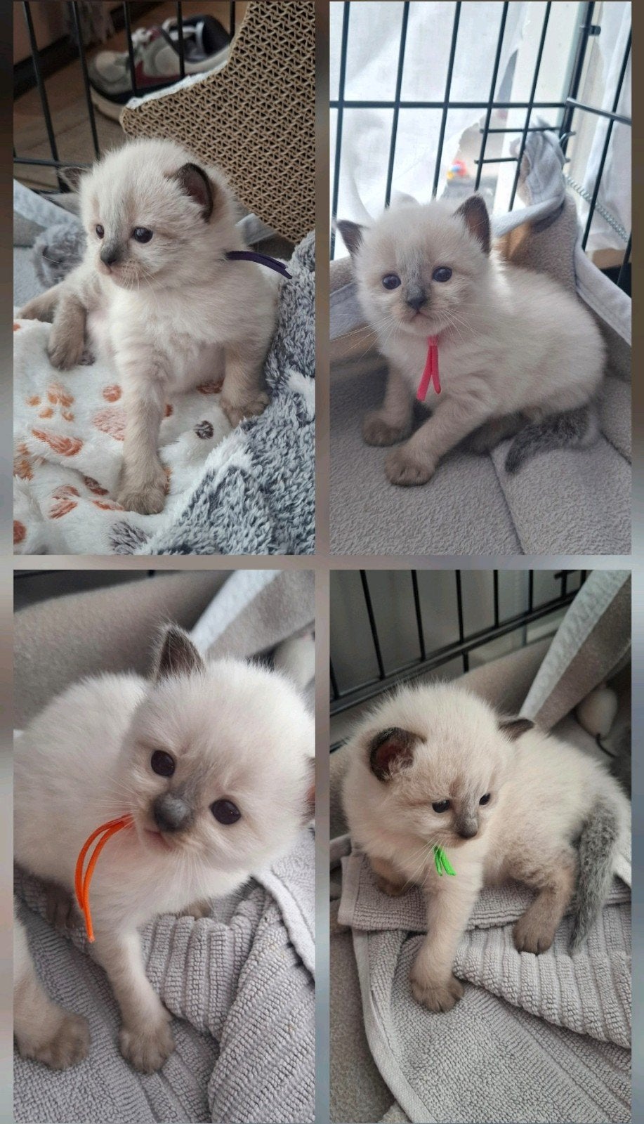 Ragdoll kittens️, Meerdere dieren, Ontwormd, 0 tot 2 jaar