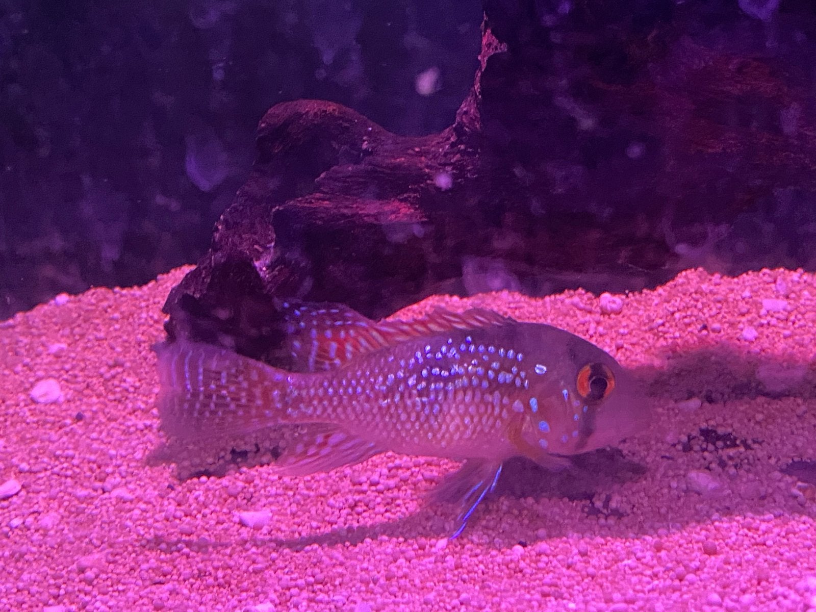 Geophagus brasiliensis (+-10cm), Dieren en Toebehoren, Vissen | Aquariumvissen, Vis, Zoetwatervis