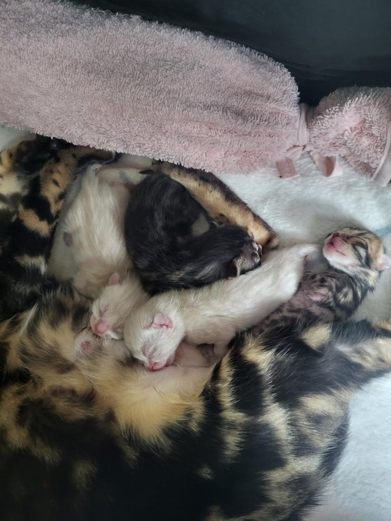 Bengaal kitten, Meerdere dieren