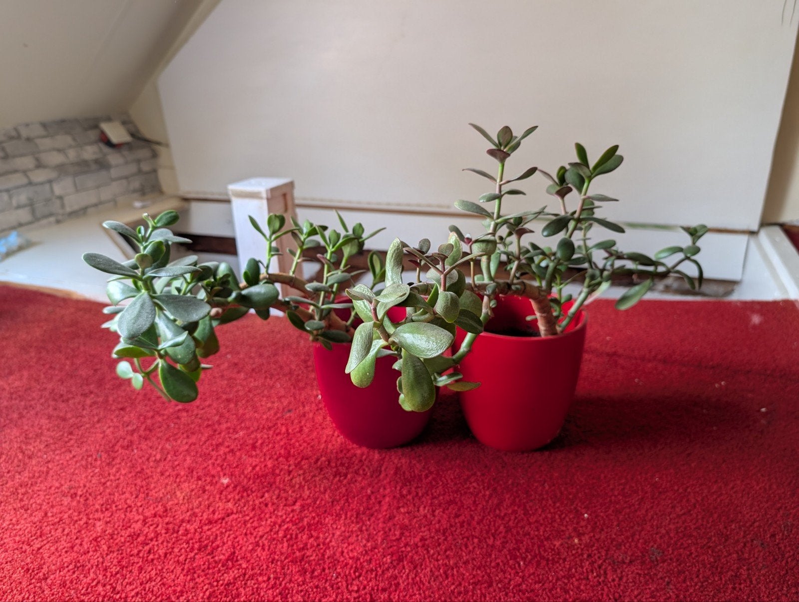 Set van 2 jade planten, Ophalen