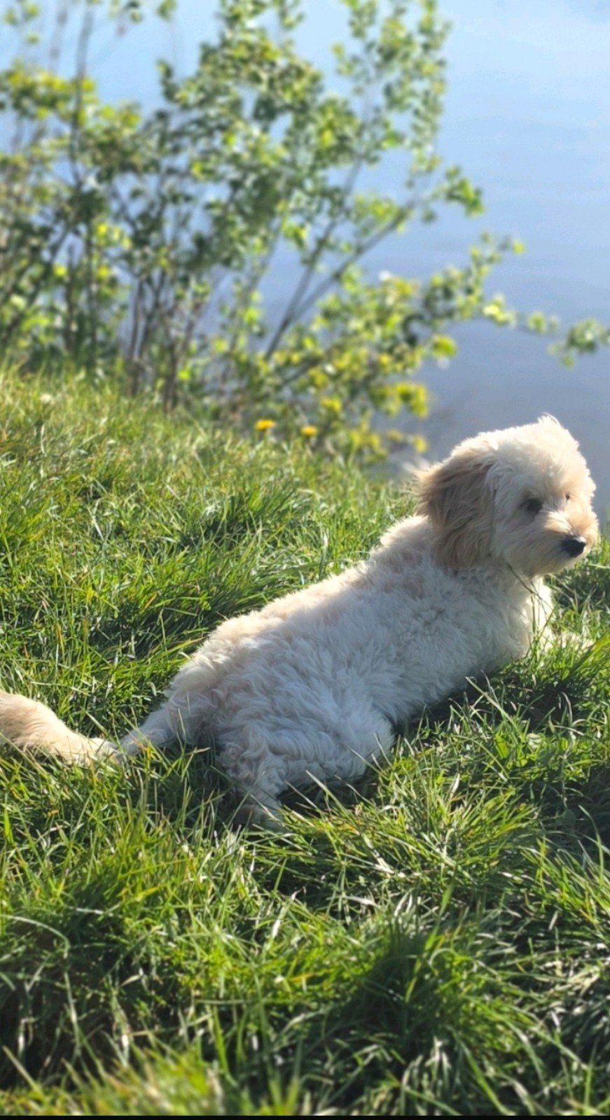 Lieve Maltipoo(veel reacties, we zullen ze rustig zsm lezen), Dieren en Toebehoren, Honden | Niet-rashonden, 15 weken tot 1 jaar