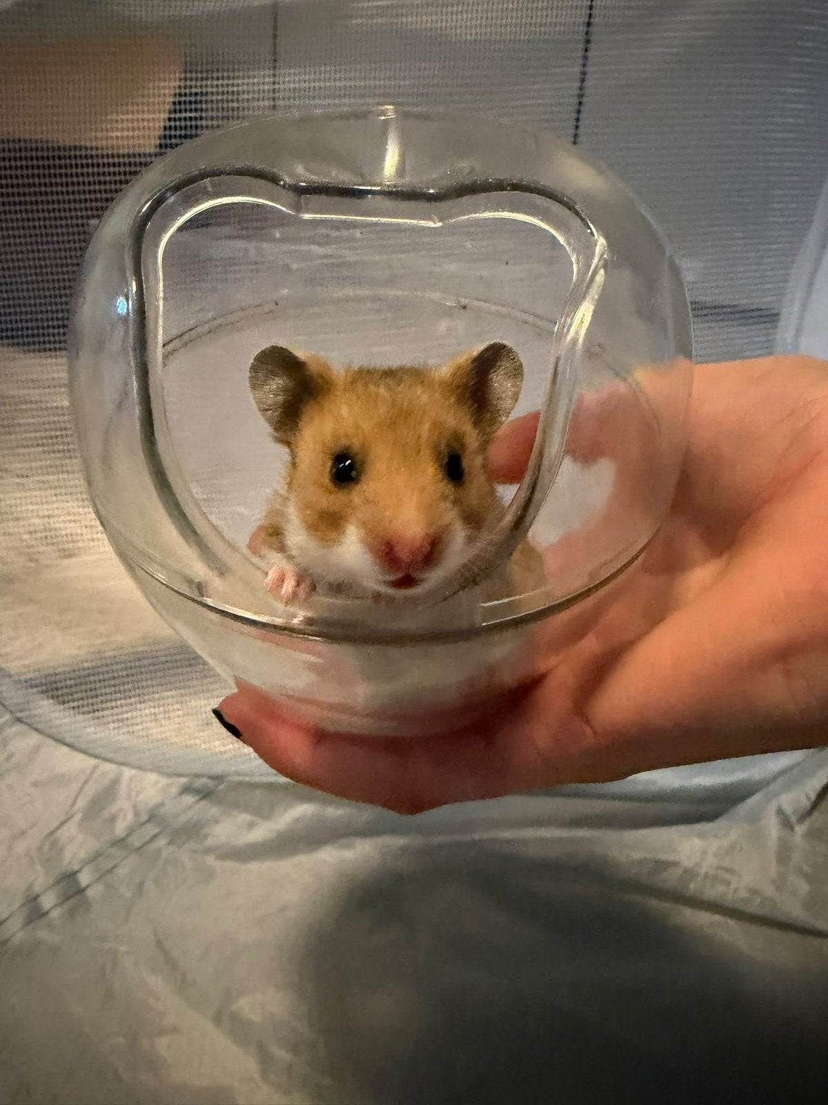 Baby goudhamster Haribo, Dieren en Toebehoren, Hamster, Vrouwelijk, Tam, September