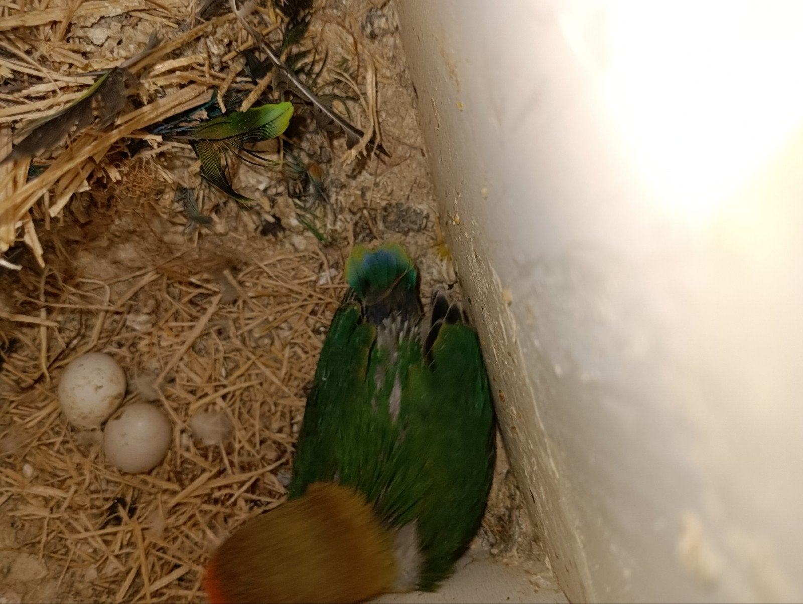2 dwergpapagaai 6 a  7 weken oud nu ze mogen met 8 weken weg, Dieren en Toebehoren, Vogels | Overige Vogels, Geslacht onbekend