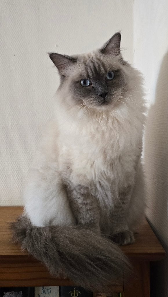 Ragdoll poes, Poes, Gechipt, 3 tot 5 jaar