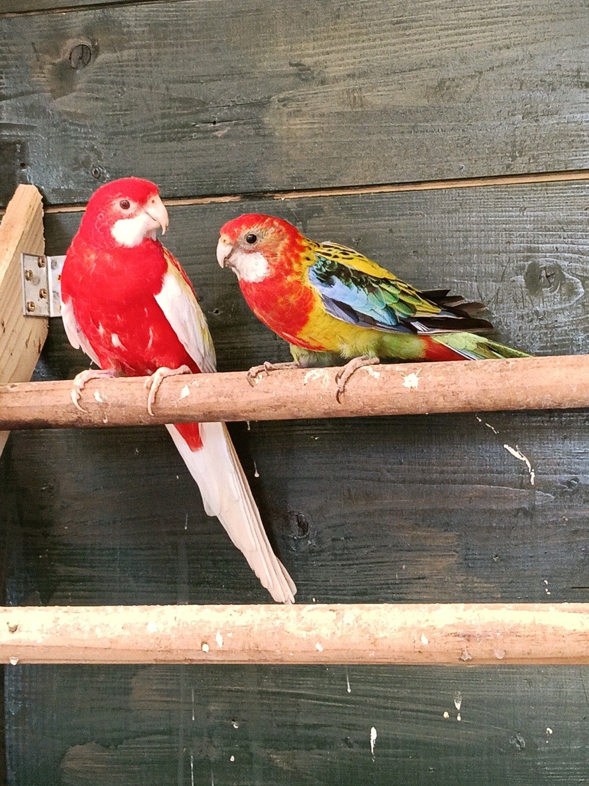 koppel rossela,s, Meerdere dieren, Parkiet