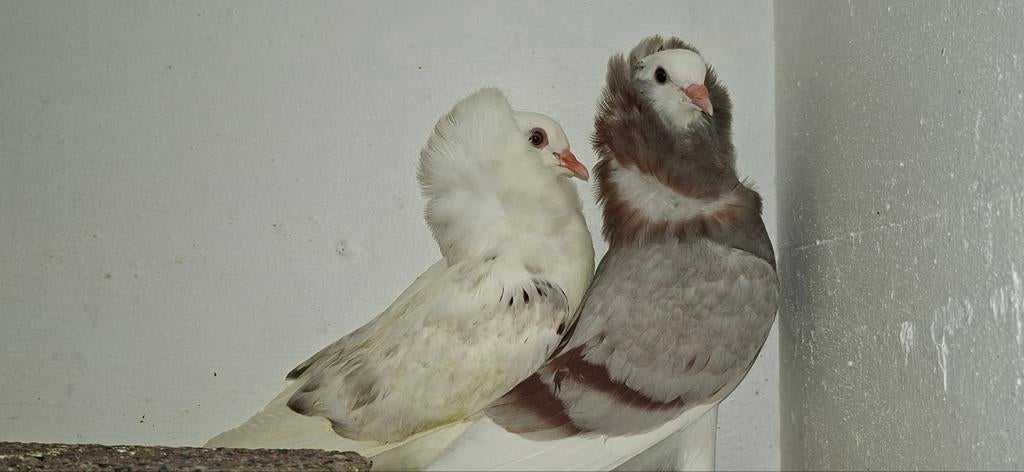 Te koop sierduiven Oudhollands kapucijnen duiven, Meerdere dieren, Overige soorten