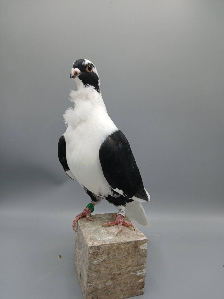 Barbarisi meeuw, Dieren en Toebehoren, Mannelijk, Overige soorten