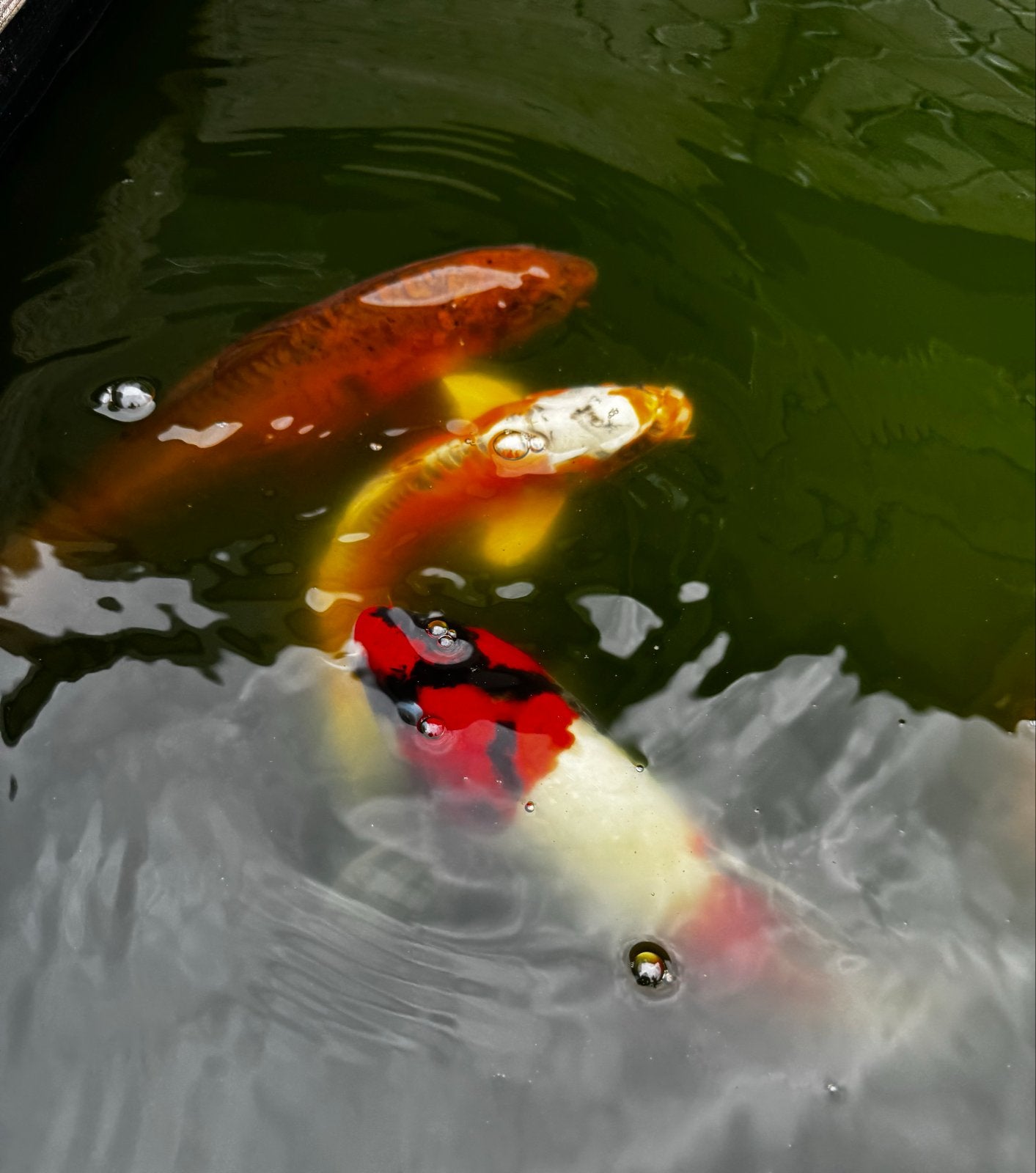 Koi karpers + bioforce filterset + Oase biosmart, Dieren en Toebehoren, Karper of Koi