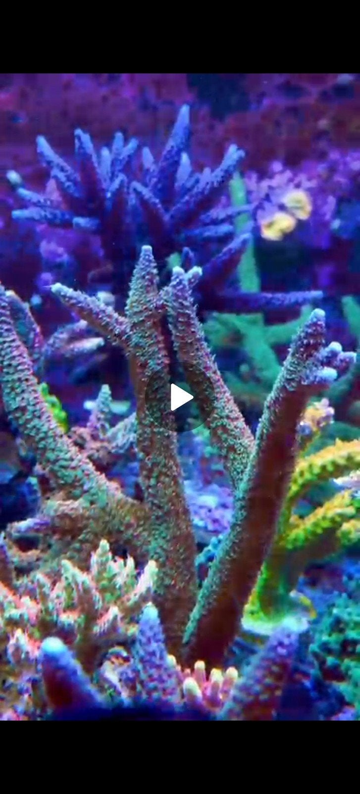 Acropora Staghorn Rainbow stekken - SPS koraal zeeaquarium