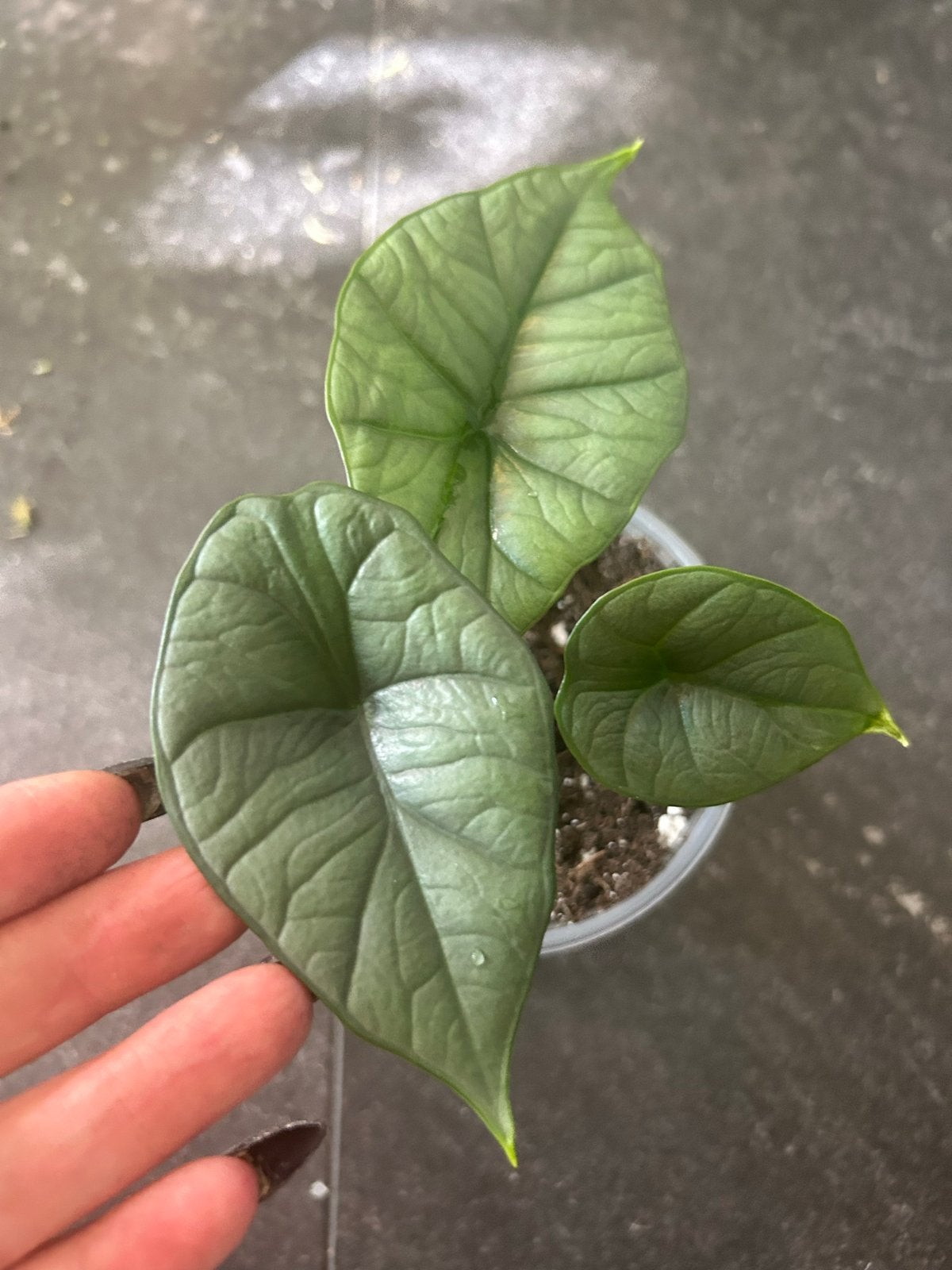 Alocasia Bisma Platinum - Zeldzame en prachtige plant, Ophalen of Verzenden, Halfschaduw, Minder dan 100 cm