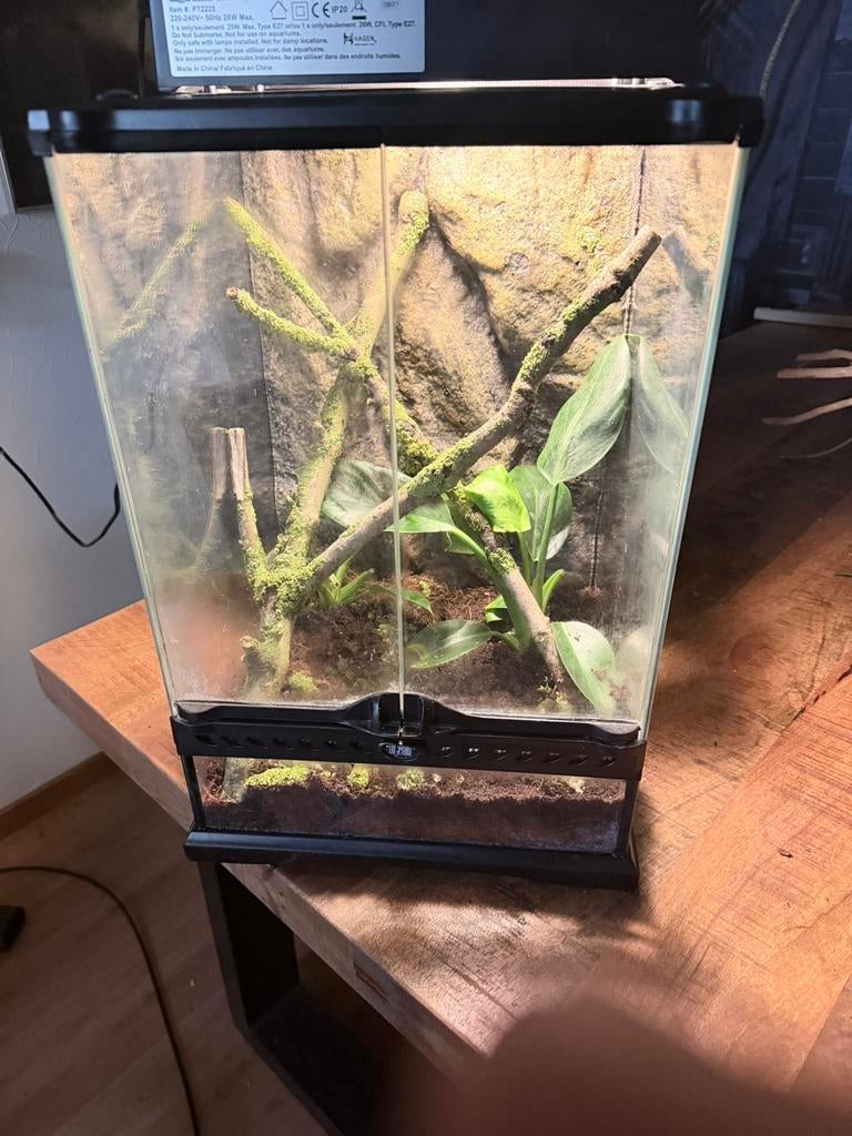 Terrarium +uv lamp  en kleine gekko, Ophalen of Verzenden, Zo goed als nieuw