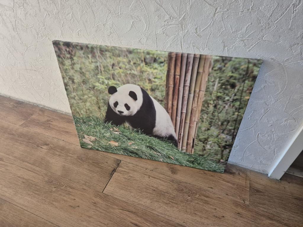 Foto op doek Panda, Ophalen, 50 tot 75 cm, Zo goed als nieuw, 75 tot 100 cm
