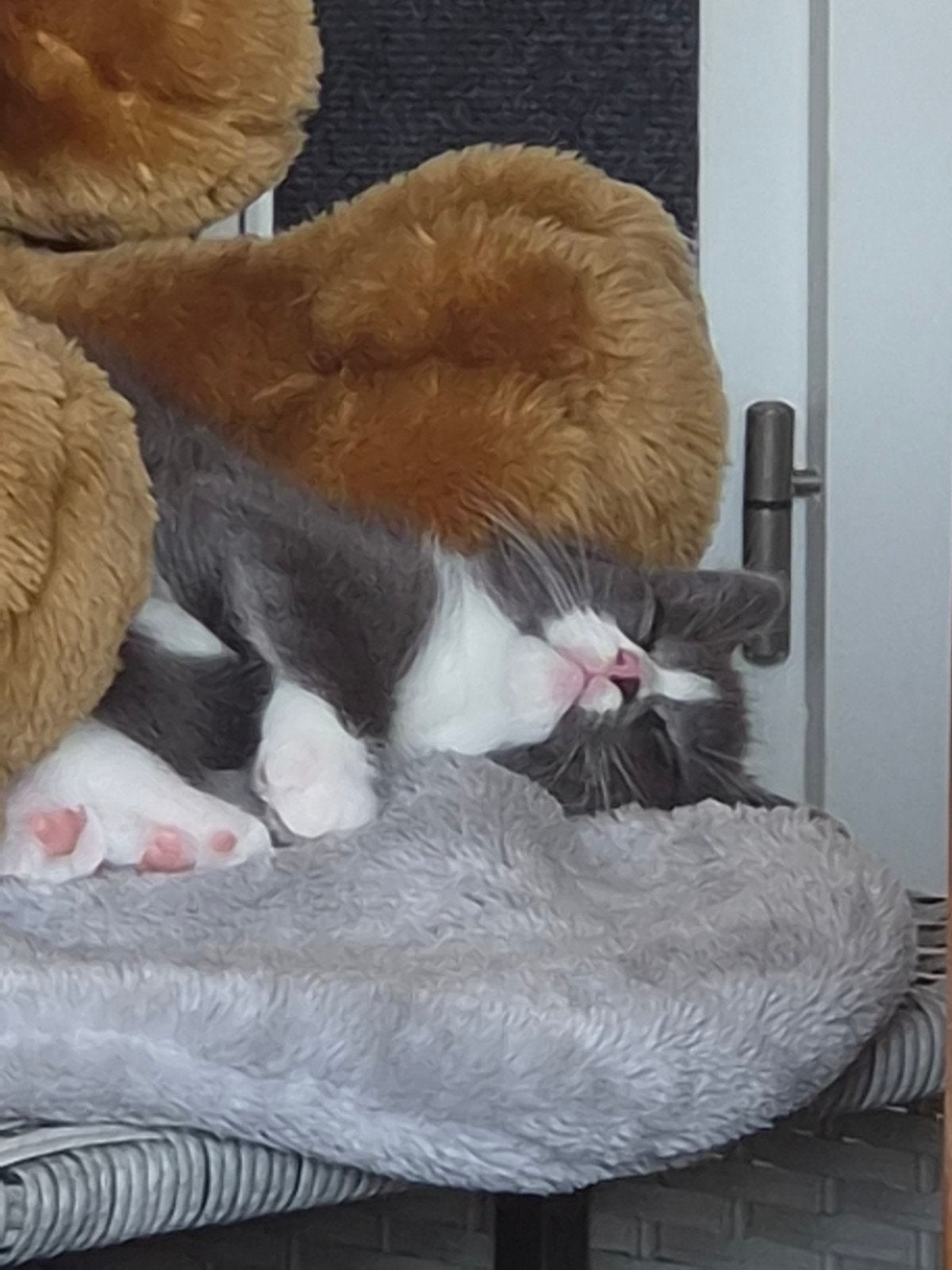 laatste ragdoll kitten!!, Dieren en Toebehoren, Poes, Langharig, 0 tot 2 jaar