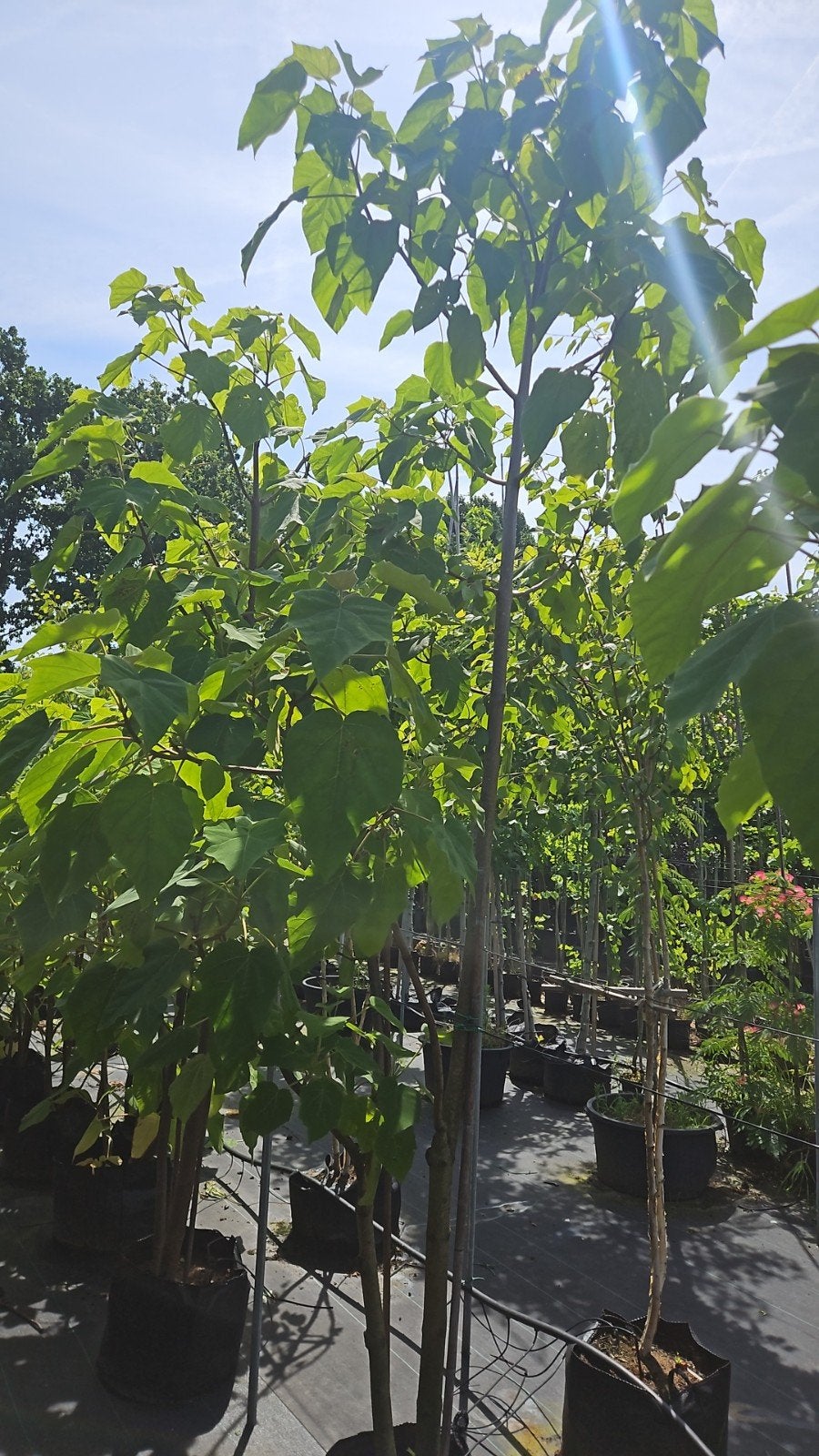 paulownia tomentosa te koop! Anna paulowna, Halfschaduw, Overige soorten, Lente, 250 tot 400 cm