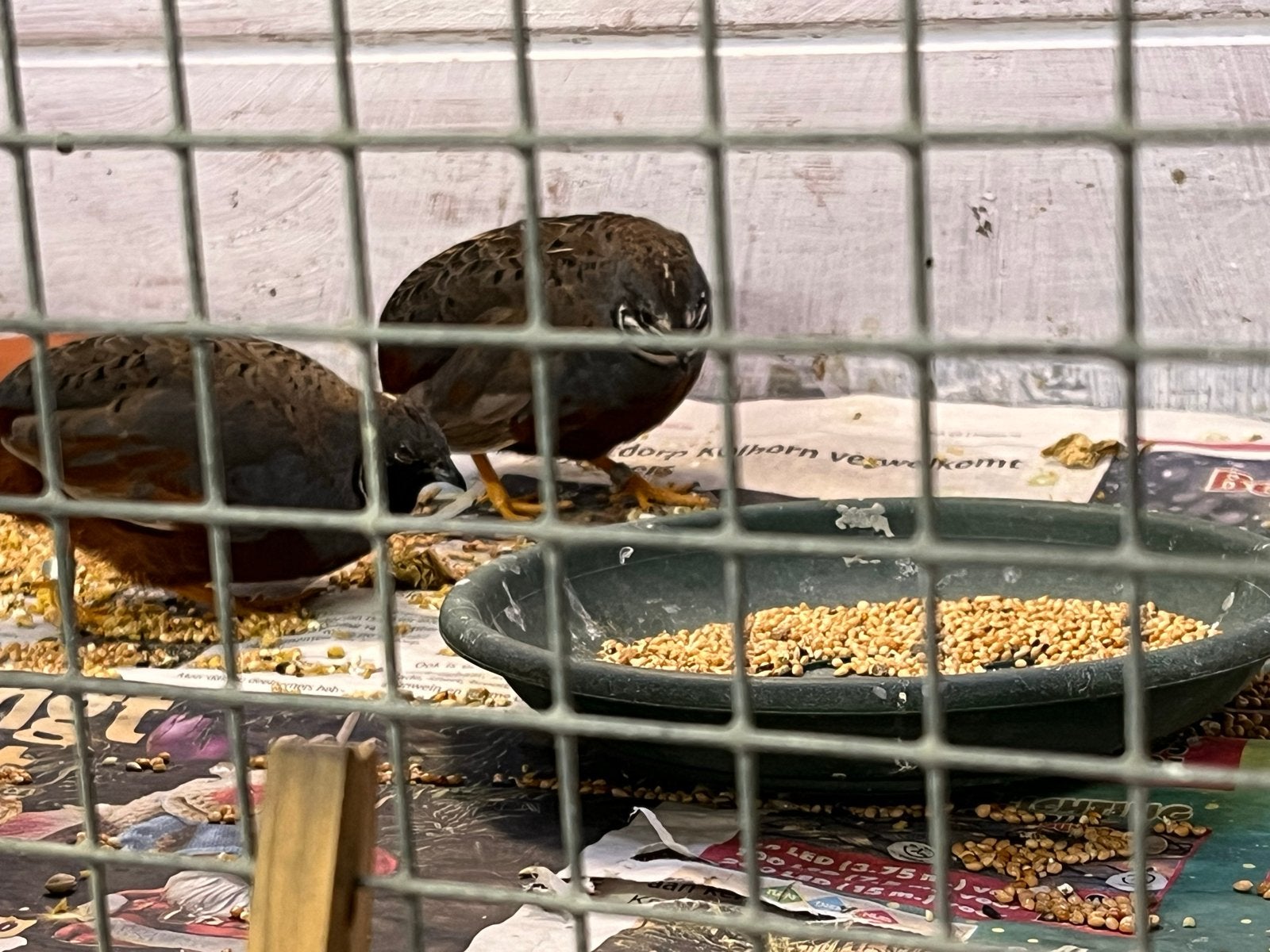 2x Chinese dwergkwartel man, Mannelijk, Tropenvogel