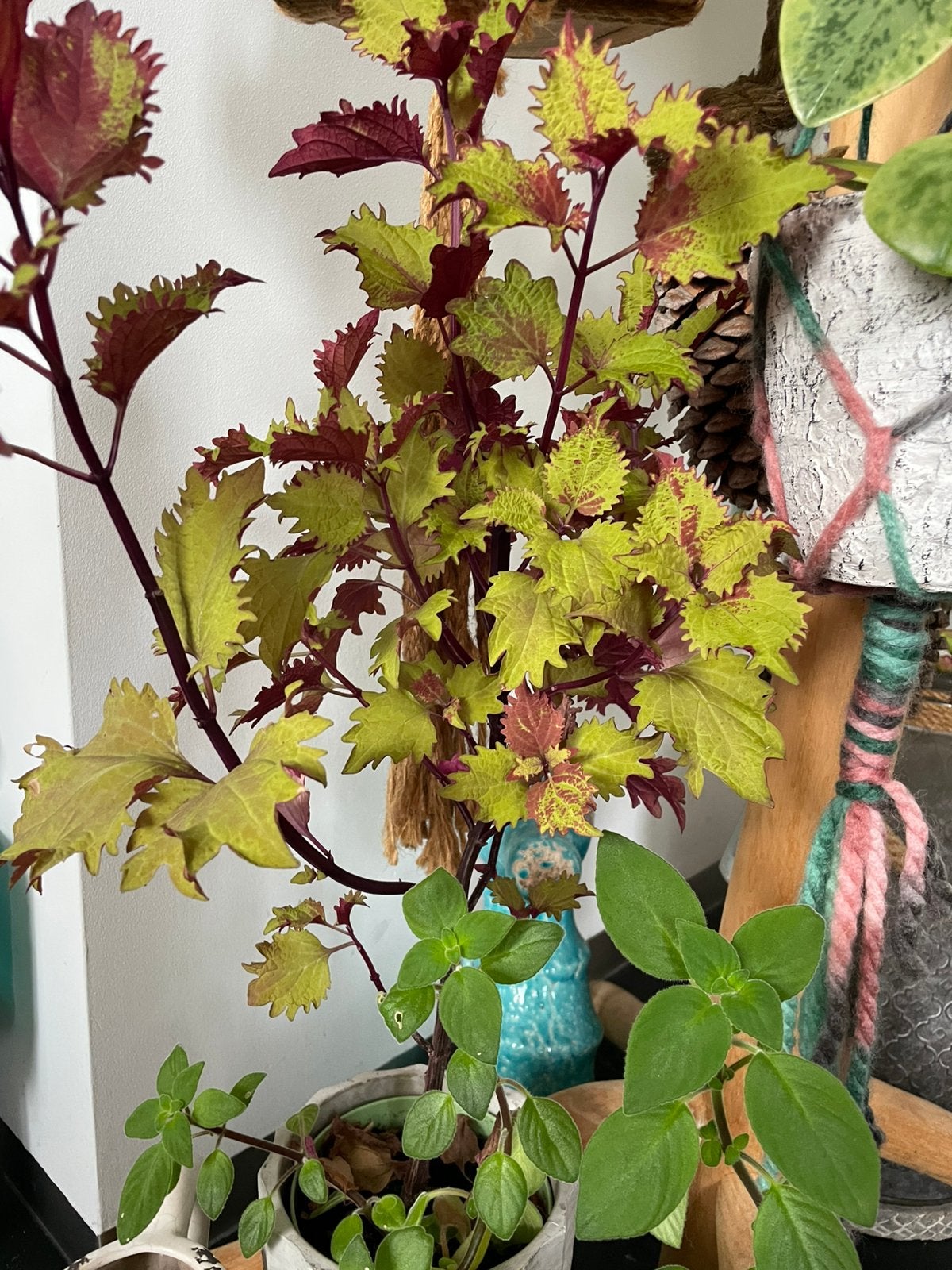 Diverse groene kamerplanten, Huis en Inrichting, Ophalen, Halfschaduw, Minder dan 100 cm
