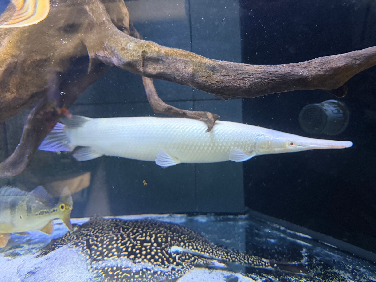 2 SNOW ALBINO GAR 40-45cm, Dieren en Toebehoren, Zoetwatervis