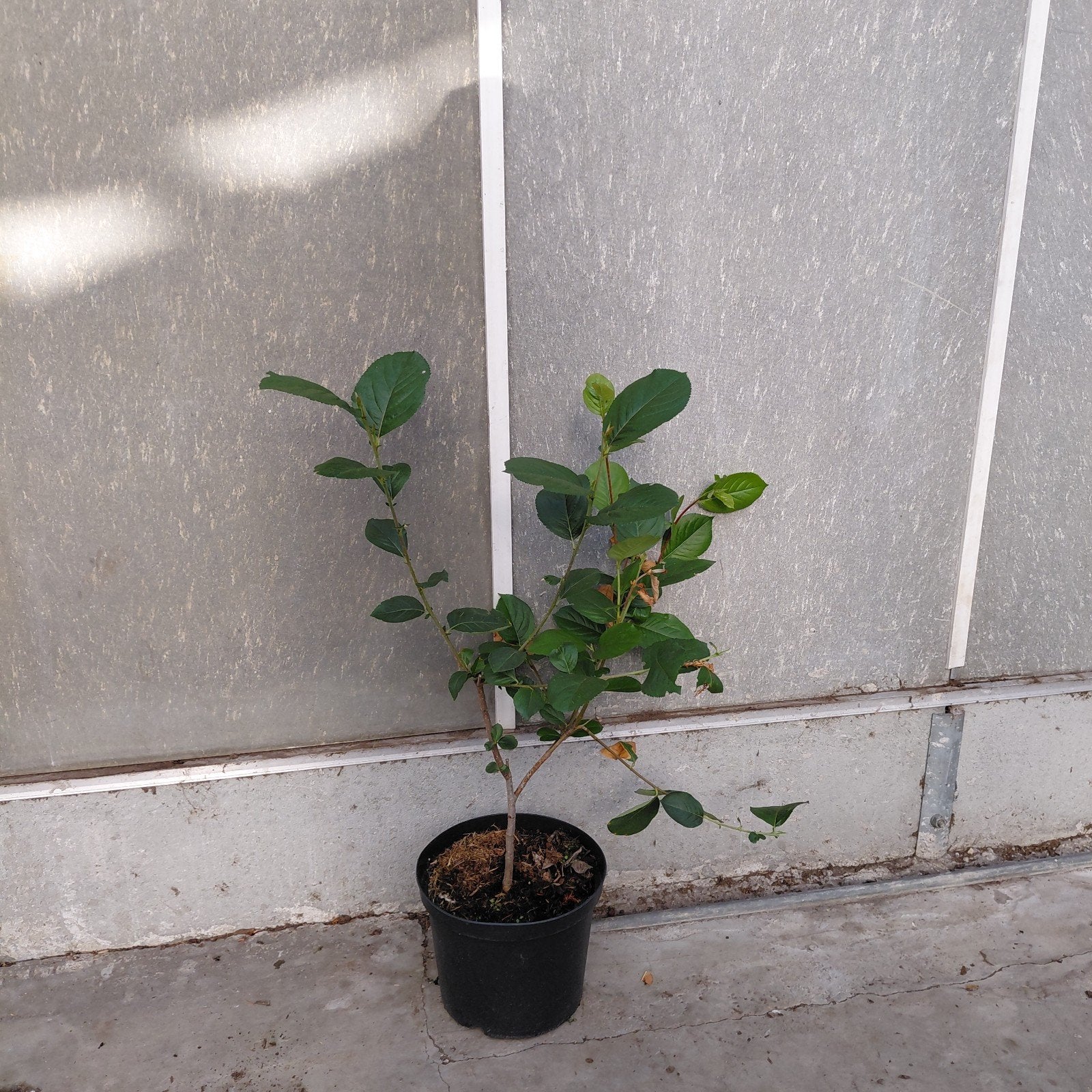 Appelbes Aronia 'Viking' - 50 cm hoog in 5L pot, Volle zon, Vaste plant, Ophalen of Verzenden, Fruitplanten