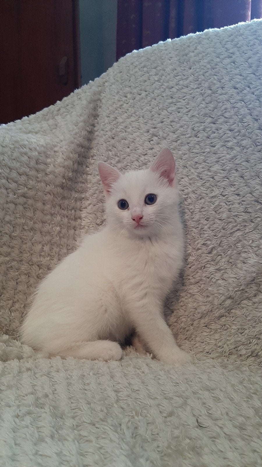 Lieve kittens te koop (wit, cyper, rood en lapjes), Dieren en Toebehoren, Katten en Kittens | Overige Katten, Meerdere dieren