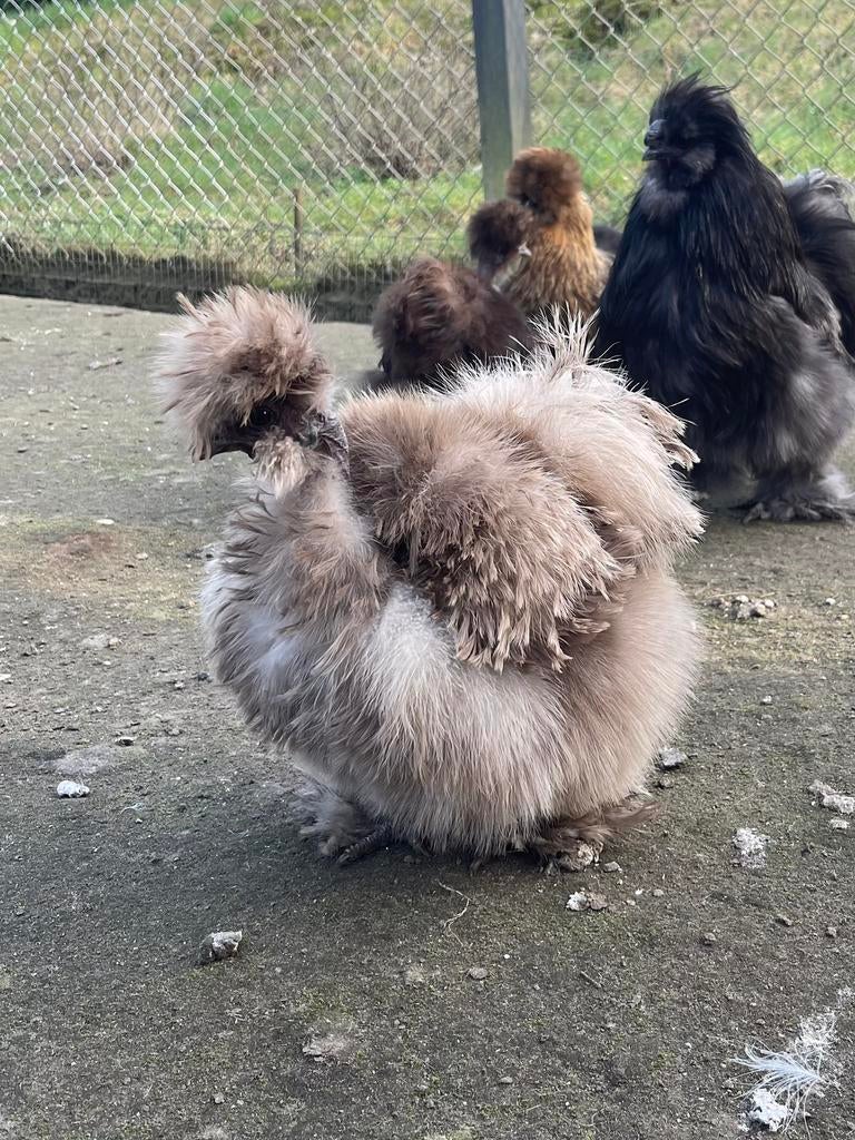 USA zijdehoen hen - showgirl mauve krulveer, Dieren en Toebehoren, Pluimvee, Vrouwelijk, Kip