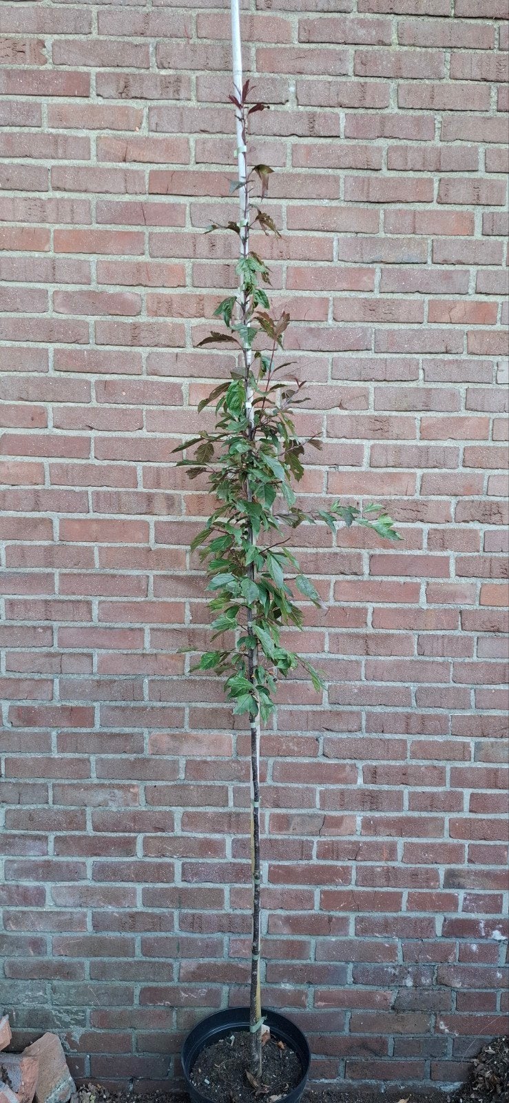Malus 'Royal raindrops', rode sierappel, Tuin en Terras, Planten | Bomen, Ophalen, Lente, Volle zon, Overige soorten