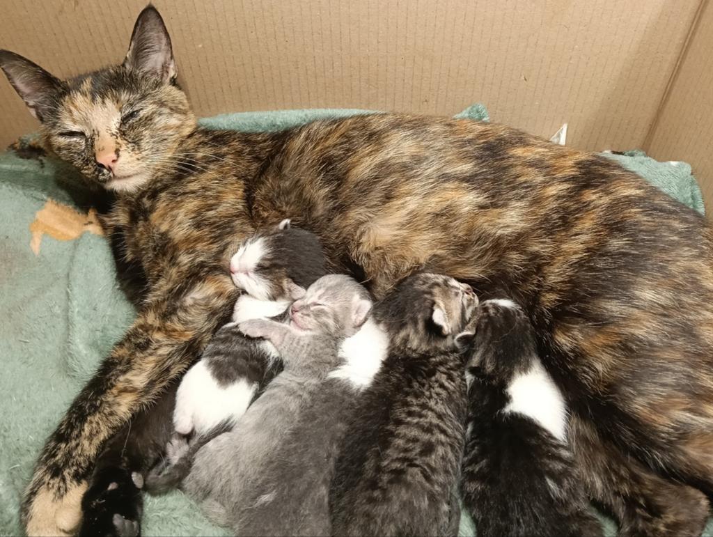 Knappe kitten s nog maar 1 beschikbaar, Dieren en Toebehoren, Katten en Kittens | Raskatten | Korthaar, Poes