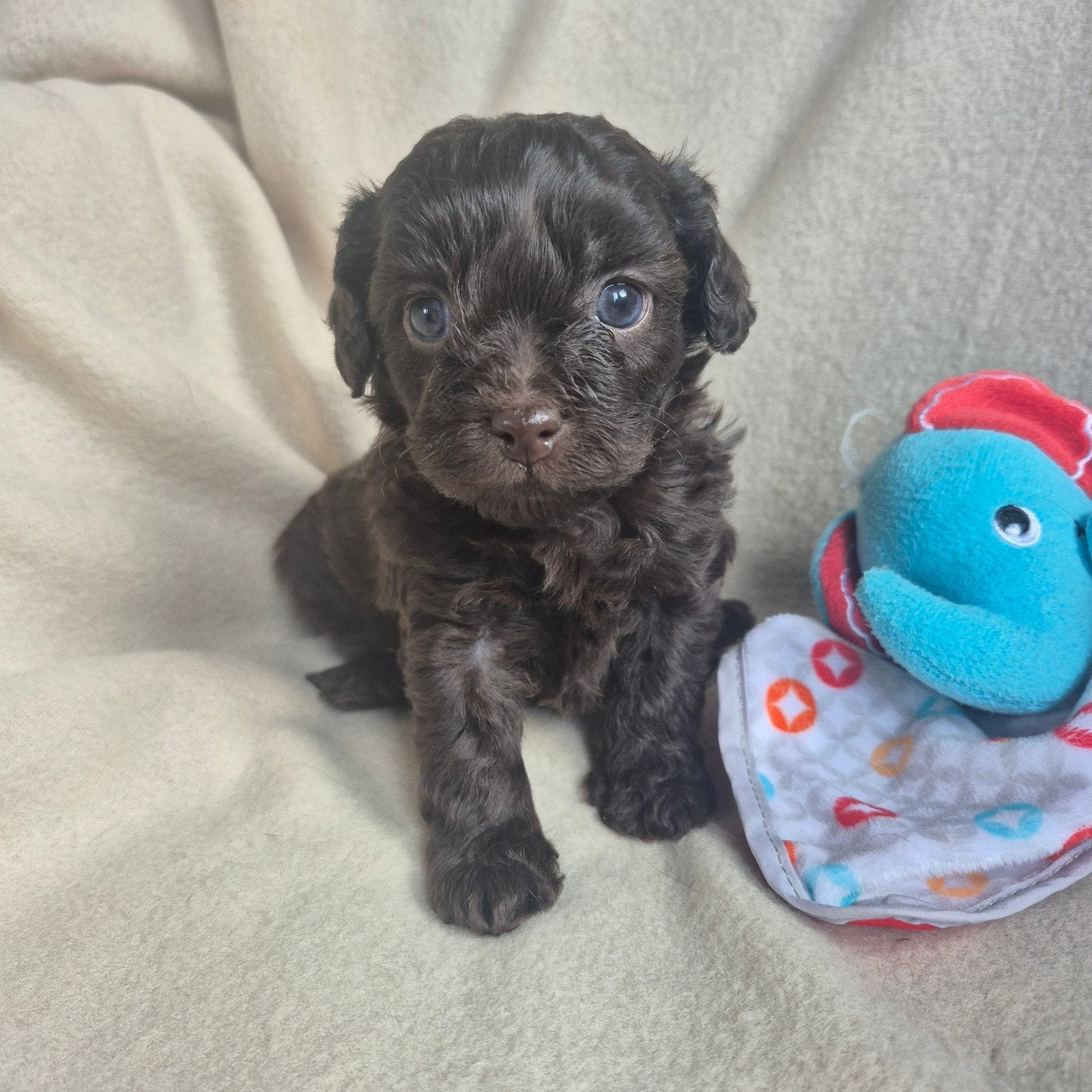 Lieve mini boompoo, Dieren en Toebehoren, Honden | Chihuahua's en Gezelschapshonden, Overige rassen, 8 tot 15 weken, Meerdere