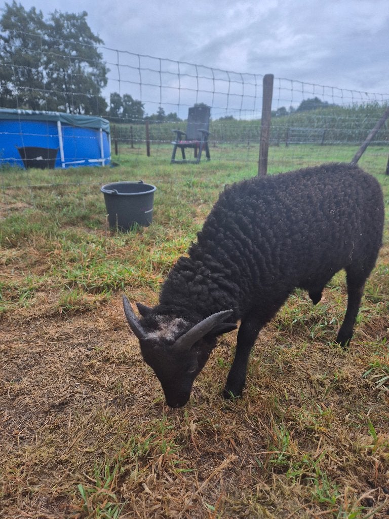 Ouessant ram (zwart), Dieren en Toebehoren, Mannelijk, Schaap, 0 tot 2 jaar